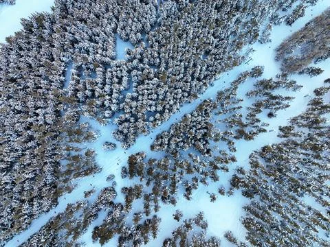 Overhead view of ski paths weaving through snow-covered trees Stock Photos