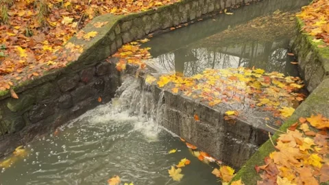 Overhead View of Small Autumn Waterfall and Fallen Leaves Video stock 341865187