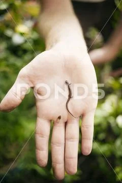 Overhead view small reptile on palm Stock Photos