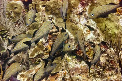 Overhead view of a small school of Bluestriped grunts searching for food on t Stock Photos