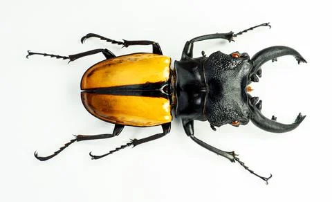 Overhead view of a stag beetle showing yellowish orange elytra and curved m.. Stock Photos