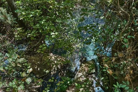 Overhead view of sunlit forest with thick vegetation, trees, and crystal clear Stock Photos