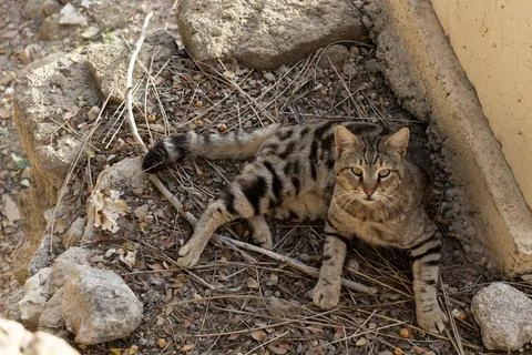 Overhead view of a tabby cat lying amongst rocks and twigs, blending with the 스톡 사진