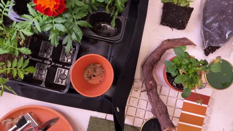 An overhead view of a table with plants, ceramic pots and transplanting tools, a Stock Footage 307997416