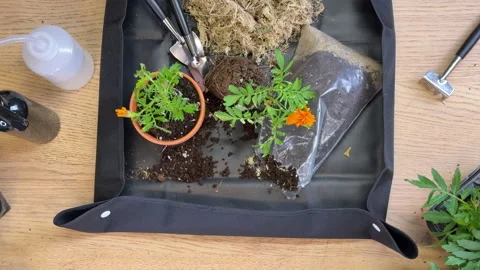 An overhead view of a table with plants, ceramic pots and transplanting tools, a Vídeos de archivo 307997998