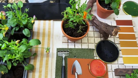 An overhead view of a table with plants, ceramic pots and transplanting tools, a Stock Footage 307998493
