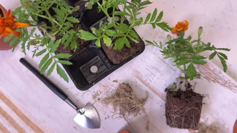 An overhead view of a table with plants, ceramic pots and transplanting tools, a Vídeos de archivo 307999006