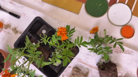 An overhead view of a table with plants, ceramic pots and transplanting tools, a Stock Footage 307999335
