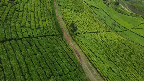 Overhead View of Tea Fields Pattern and Rural Path Indonesia Photos