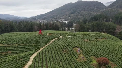 Overhead View of Terraced Green Tea Fields in China 库存影片 332523229