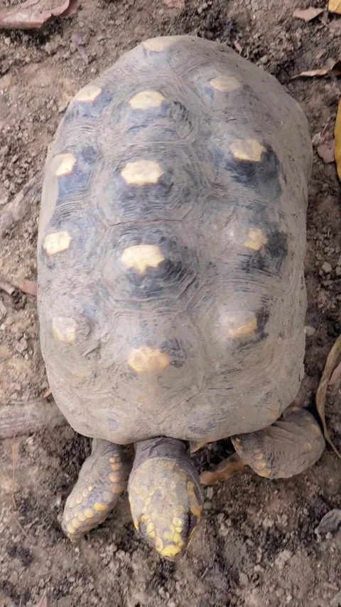 Overhead View: Textured Shell of a Morrocoy (Red-Footed Tortoise) walking on Stock Footage 318200256