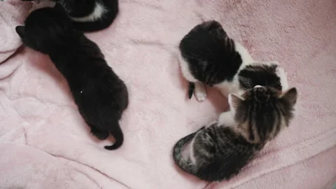 Overhead view of three kittens playing on the pink blanket Video stock 237035206