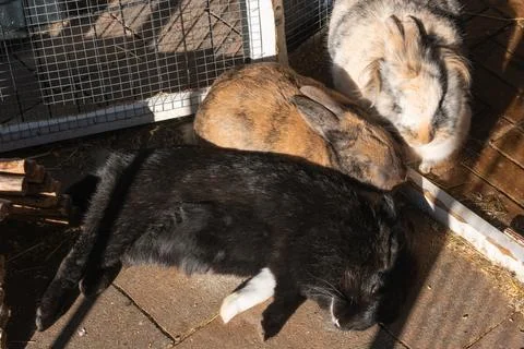 Overhead View of Three Rabbits Resting and Basking in Sun Stock Photos
