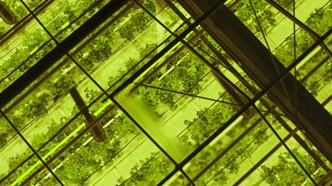 Overhead view through yellow-tinted glass panels showing rows of hydroponic Stock Footage 336009113