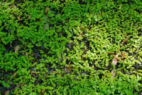 Overhead view of tiny green plants growing amongst dark soil and pebbles 库存照片