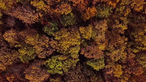 Overhead view of top of autumn forest Stock Footage 157392863