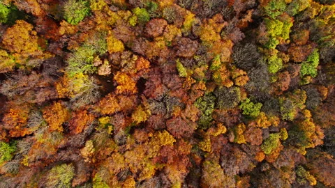 Overhead view of top of autumn forest Stock Footage 244215341
