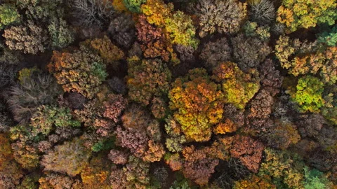 Overhead view of top of autumn forest Stock Footage 278029481