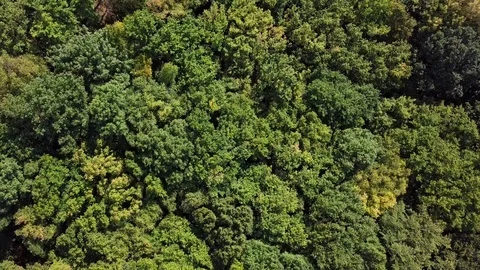 Overhead view of top of summer forest Stock Footage 101022258