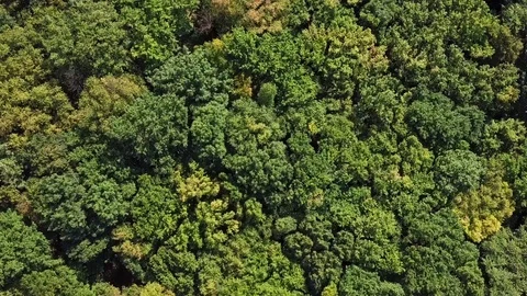 Overhead view of top of summer forest Stock Footage 126011063