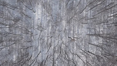Overhead view of top of winter forest Stock Footage 121588032