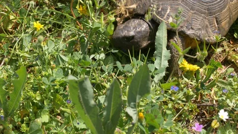 Overhead view of a tortoise moving carefully in a field of green grass Stock Footage 129530923