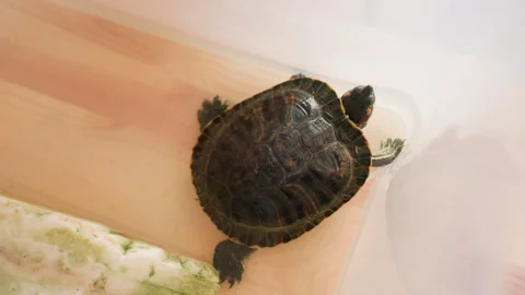 Overhead View of Tortoise in Transparent Container with Water Stock Footage 321488911