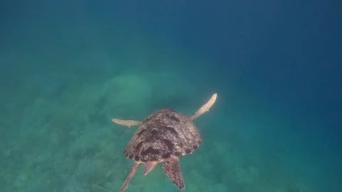 Overhead view tracking a lone green sea turtle that glides through the deep Vídeo Stock 339087610