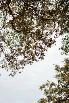 Overhead view of tree branches with green leaves against a cloudy sky creating a Stock Photos