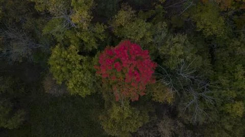 Overhead View of a tree with red leaves Stock Photos