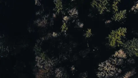 Overhead view of Trees in the Forest Stock Footage 147876651