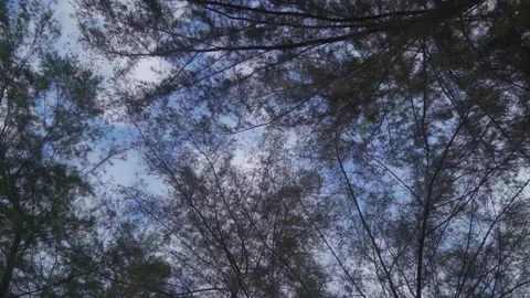 Overhead view of the treetops Saw white clouds floating in the blue sky Stock Footage 260287803