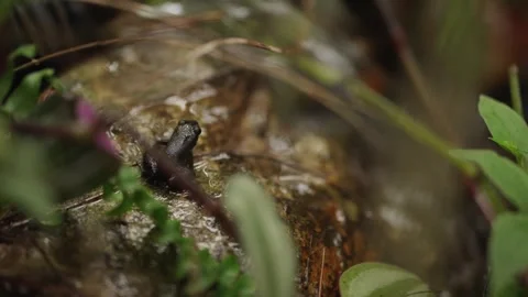Overhead view of a Trinidad stream frog sitting next to a flowing stream in its Stock Footage 327532118