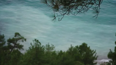 Overhead View Of Turquoise Sea Through Pine Tree Branches Stock Footage 310229329