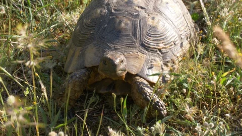 Overhead view of a turtle moving in a green grass field and looking around Video stock 129542146
