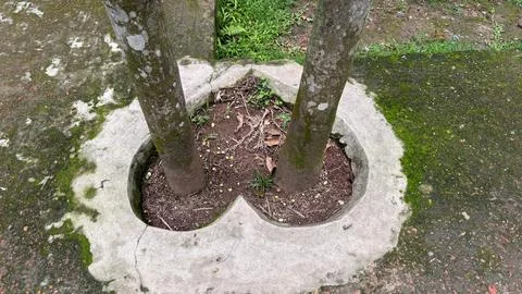 Overhead view of twin tree trunks emerging from a unique heart-shaped concret Foto stock