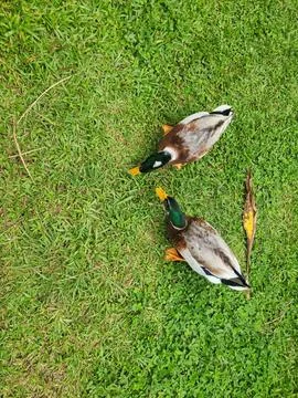 Overhead view of two ducks on grass natural setting Stock Photos