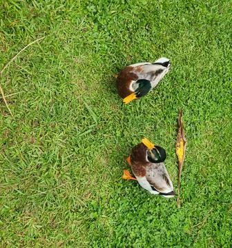 Overhead view of two ducks interacting on grass natural setting Stock Photos