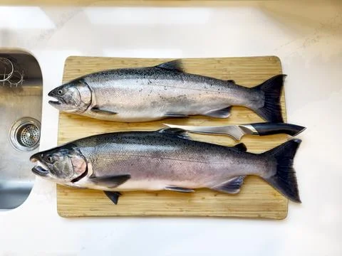 Overhead view of two fresh wild pacific coho salmon fish on kitchen counter.. Stock Photos