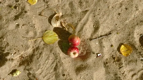 Overhead view of two red apples settling together on sandy ground among yellow l Stock Footage 345401520