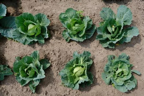 An overhead view of two rows of evenly planted, sturdy white cabbages with sp Fotos Stock
