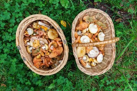 Overhead view of two wicker baskets with wild edible forest mushrooms, incl.. Stock Photos