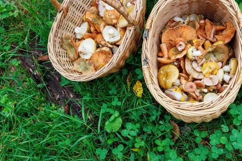 Overhead view of two wicker baskets with wild edible forest mushrooms, incl.. Фото