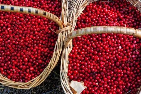 Overhead view of two wicker baskets filled with freshly picked ripe red lin.. Stock Photos