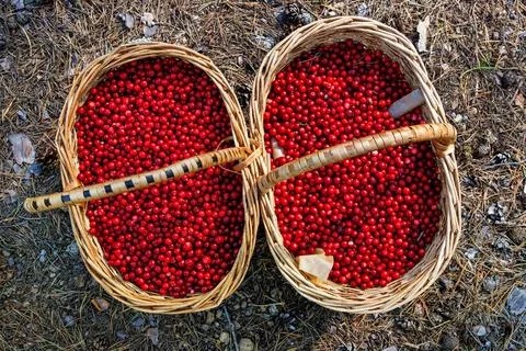 Overhead view of two wicker baskets filled with freshly picked ripe red lin.. Stock Photos
