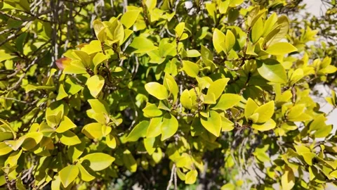 Overhead view of a vibrant green succulent plant Vídeos de archivo 322798982