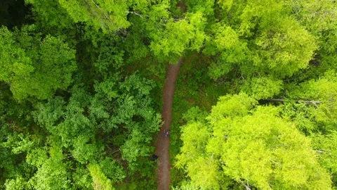 Overhead view of walking in forest. Stock Footage 196997341