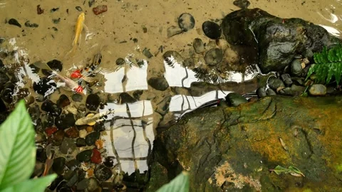 Overhead view of a water stream with green Lush plants and multiple koi colorful Stock Footage 300812001