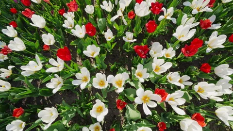 Overhead View Of White and Red Tulips Blooming In Spring Garden Video stock 340632515