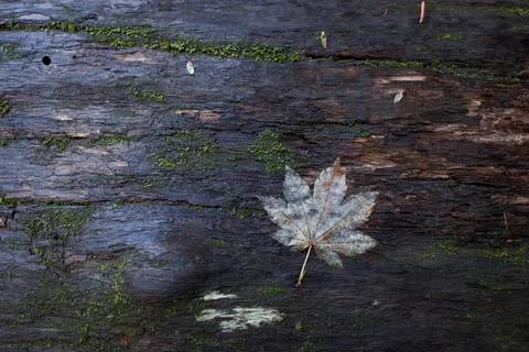 Overhead view of white maple leaf on weathered wood Stock Photos